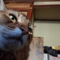 猫山【ねこやま】