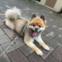 おは乙です