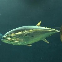 マグロくん