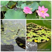 観賞用だったのね^ ^