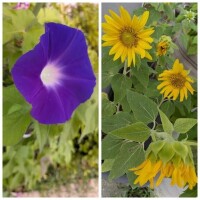 夏のお花〜