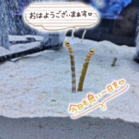 おはよう