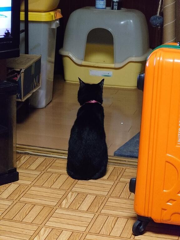 お詫び申し上げます。