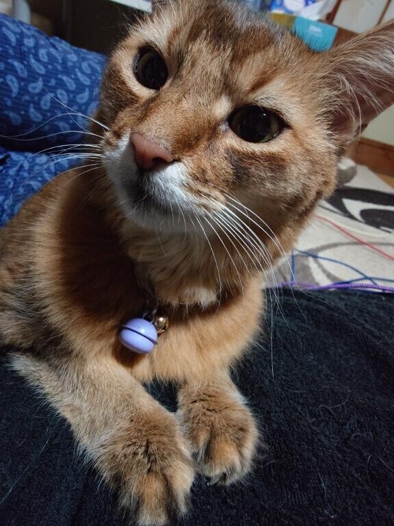 最高の癒し(* ´  ` *)ᐝ