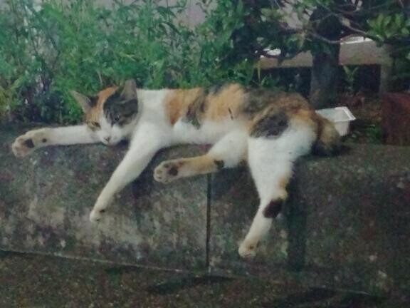 とある駅に​ᰔᩚ