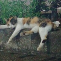 とある駅に​ᰔᩚ