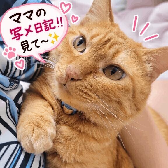 内容盛り沢山の写メ日記