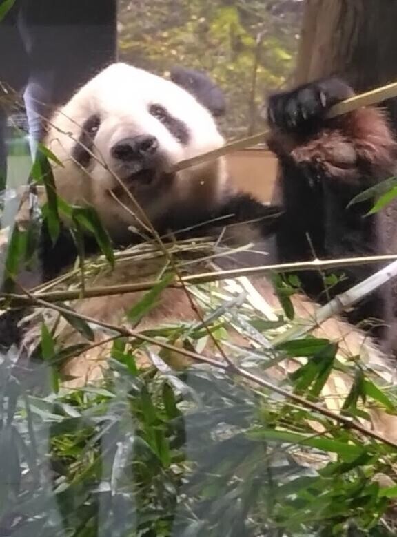 恋しい