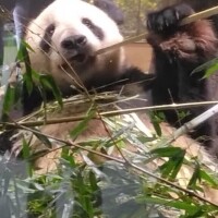 恋しい