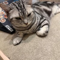 眠い(*ｐω-)｡O゜