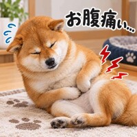 ﾚﾃﾞｨｰｽday明日までお休み