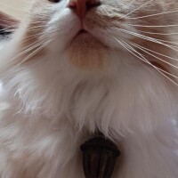 猫山【ねこやま】