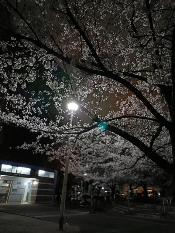 夜桜?