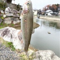 魚の話し?