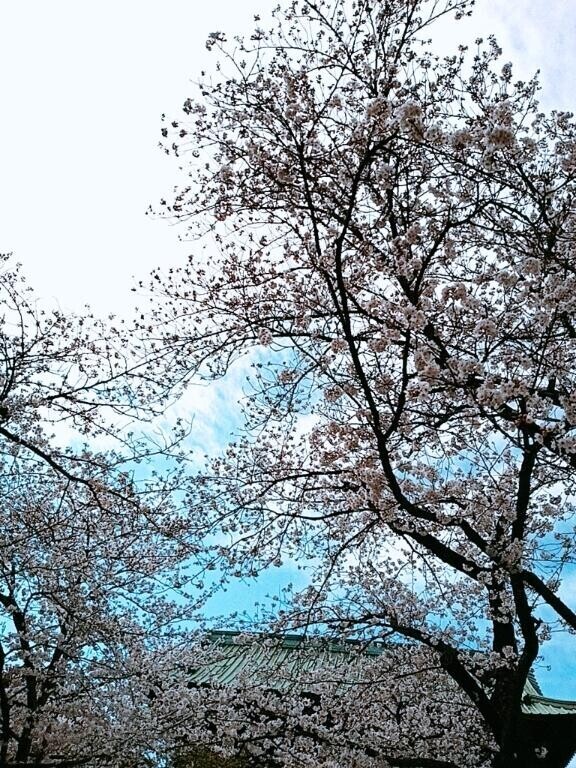 桜を見に行ってきました～(*^^*)