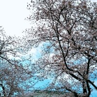 桜を見に行ってきました～(*^^*)