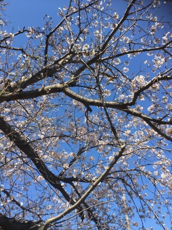 お花見もどき