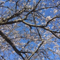 お花見もどき