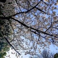 吉野本日21時まで！