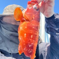さかなさかな～さかなを食べる～と?