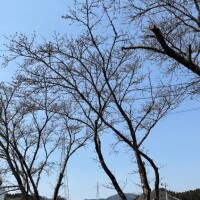 お花見に来たのに