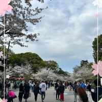 ?お花見?