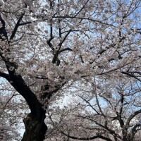 おめでとうの日です
