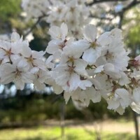 早く貴方の松茸食べたいよ