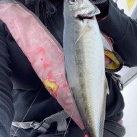 東京湾のアジ?