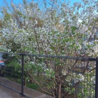 ?桜?いっぱい