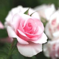 燃えましたね、、、、｡/お礼