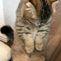 本当にごめんなさい