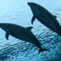 緋色【ひいろ】