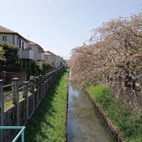 葉桜綺麗…?