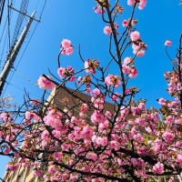 夢乃【ゆめの】