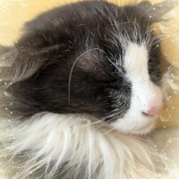成瀬【なるせ】