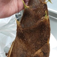 続くなぁ