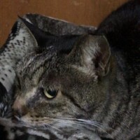 元気玉ください?（ ・^・ ）?