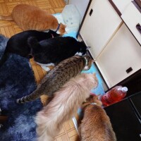 ゴールデンウィークの予定?