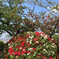 坂崎【さかざき】