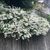 早く貴方に会いたいよ