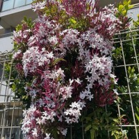 八木【やぎ】