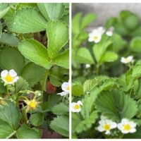 加賀【かが】