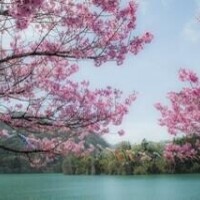 有栖【ありす】