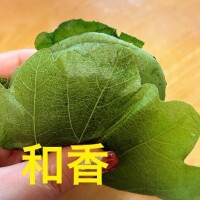 お久しぶりの柏餅?