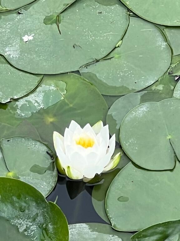 朝のお散歩中に小さな幸せ見つけた?