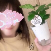 コーヒーの木?