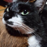 風邪ぴーでも癒しって大切だよね?