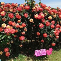 出勤日のお知らせ?