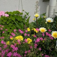 キテネ ギフト 届いている皆様へ